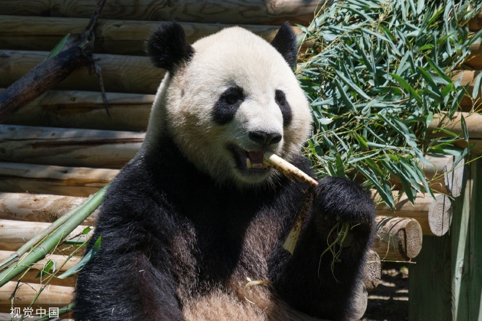 中国帅哥男同色情片