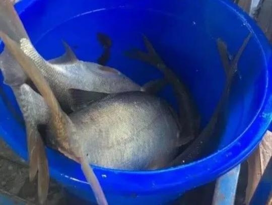 下载二级片