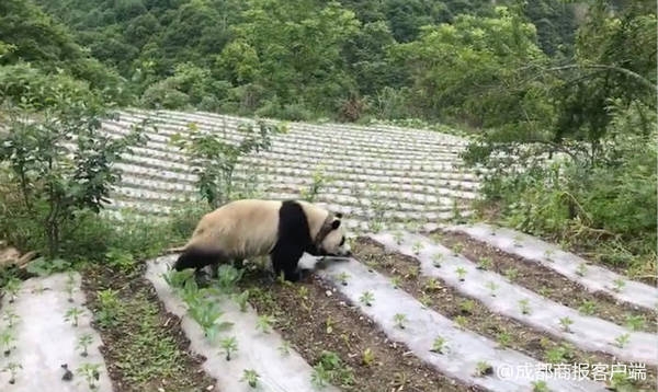乌克兰插逼片