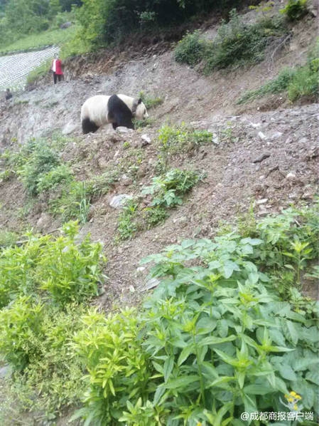 5黄色录像