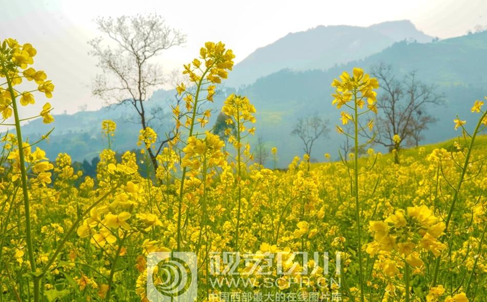 欧美怡春院