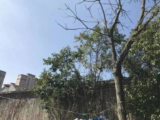 7080老熟妇操逼