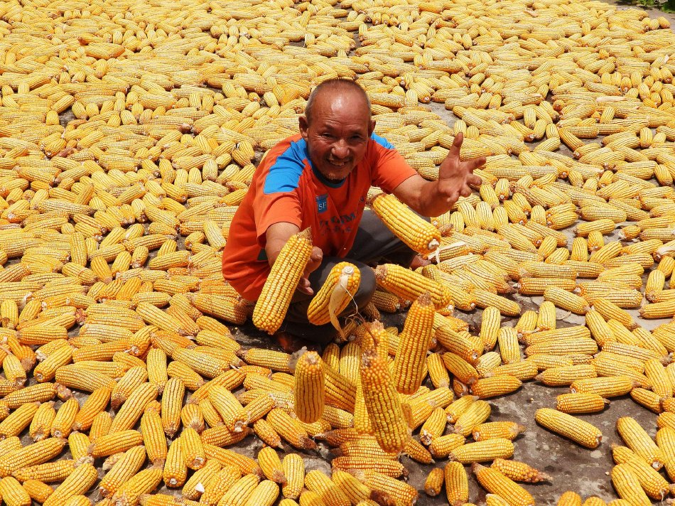 什么时候种玉米什么季节种花生 d5c5-6c4cbc0fc365584be46665dd1820be51.jpg