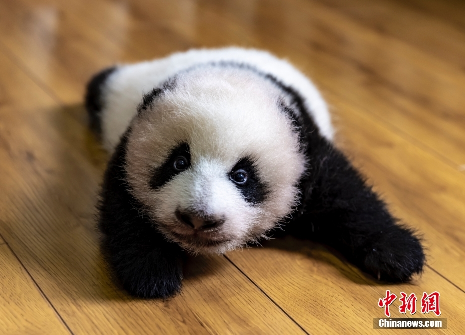 黑人猛交