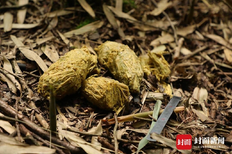 性生活黄片免费看的