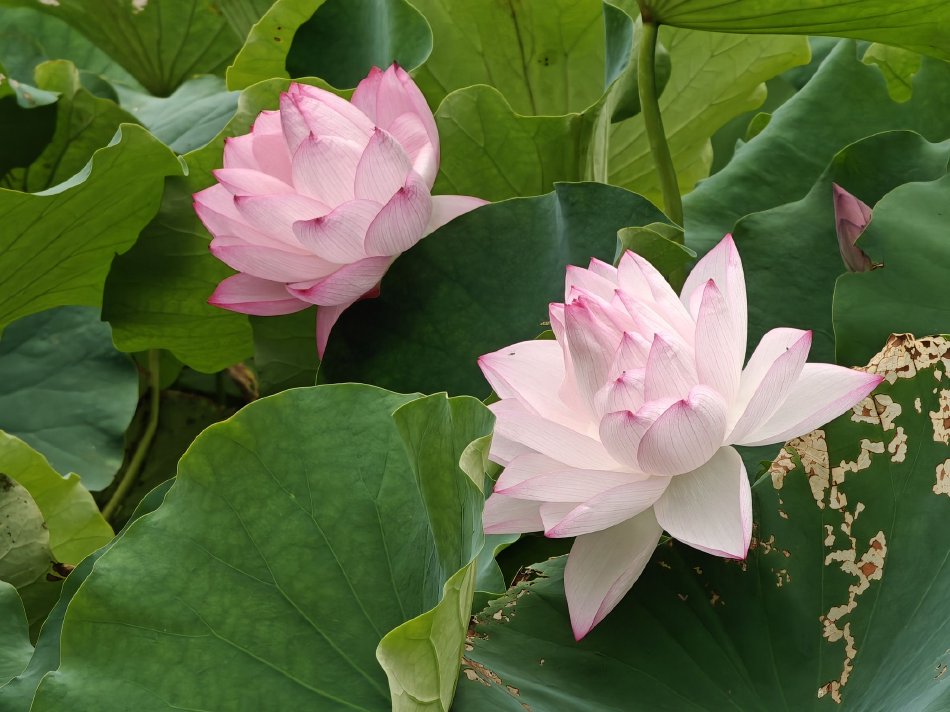 長谷川留衣