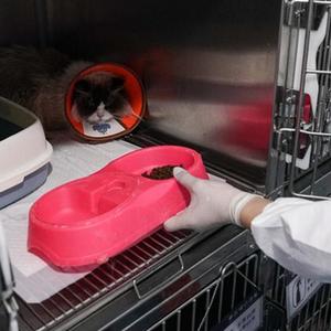 芙宁娜裸体被 涩涩