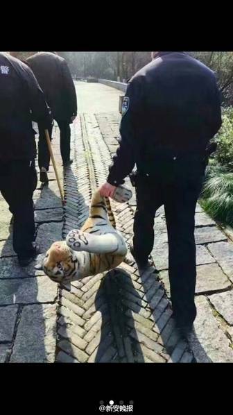 韩国伦理电影人畜交