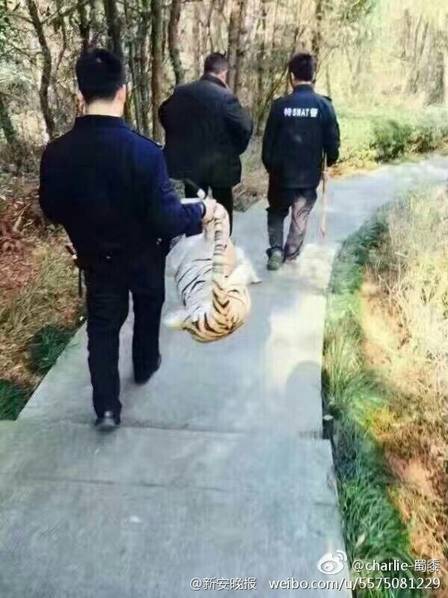 開発三昧