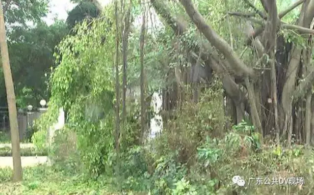 黄色毛片一级