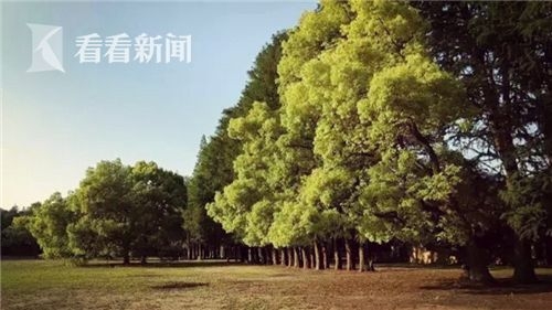 日本和 子同居的日子2016