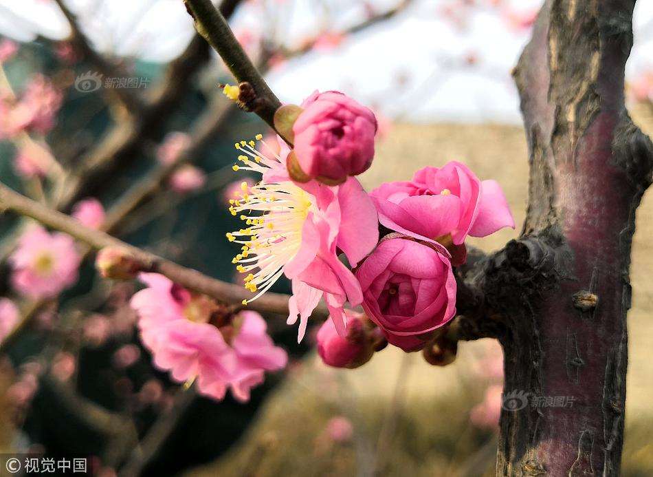 二宮沙樹