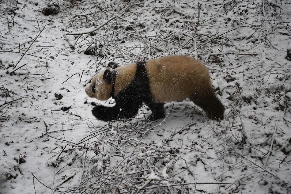 宋茜和热巴撞衫了？撞的是你最不看好...