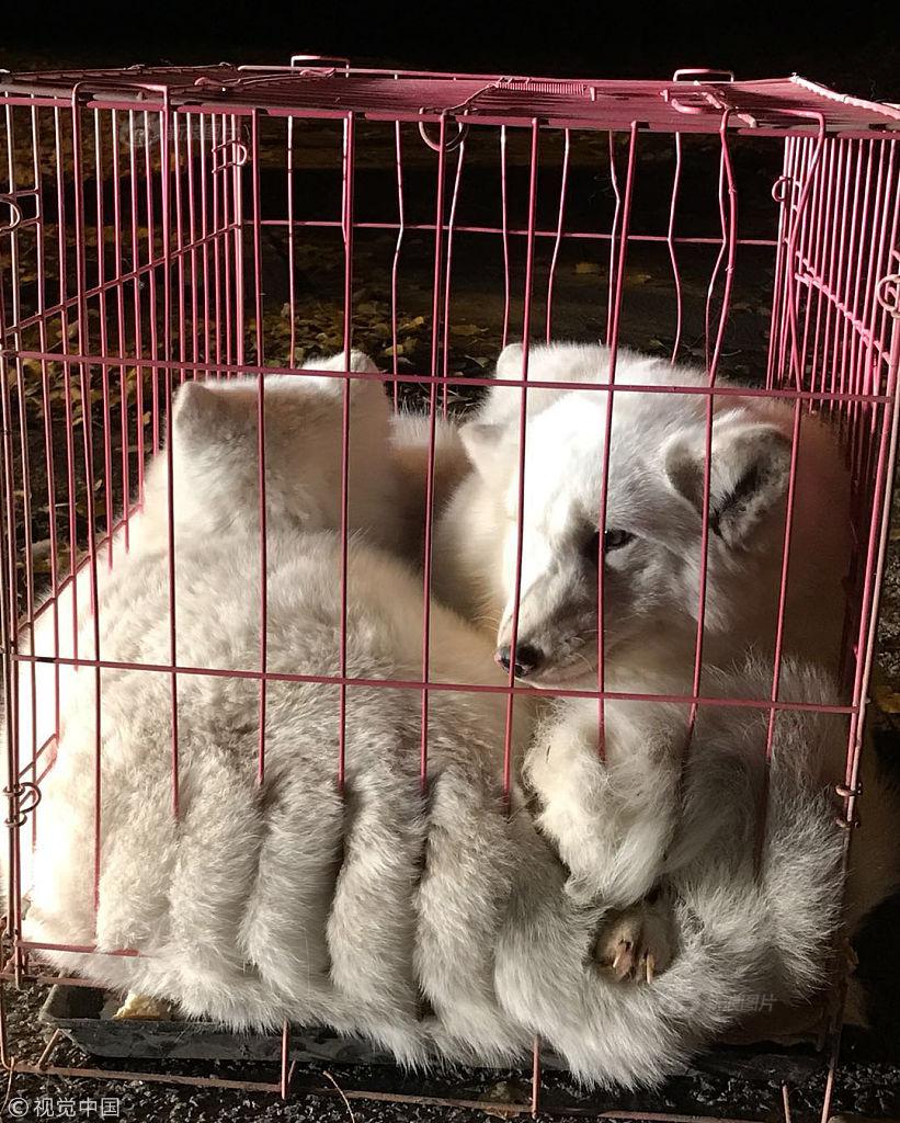 老外毛片