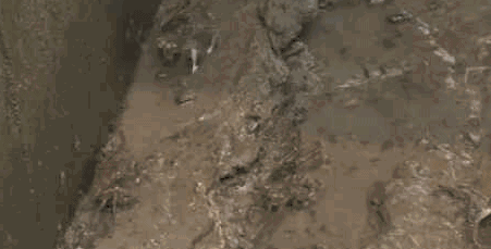 大陸雞