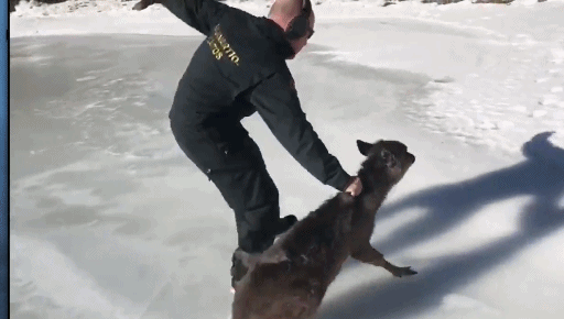 萌！小鹿被困冰面 救援人员施救场面搞笑