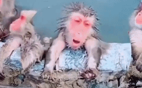 北海道猴子泡温泉避寒表情惬意