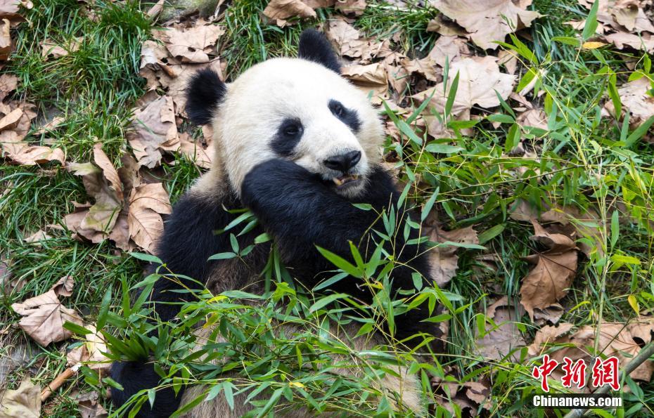 大熊猫的幸福生活