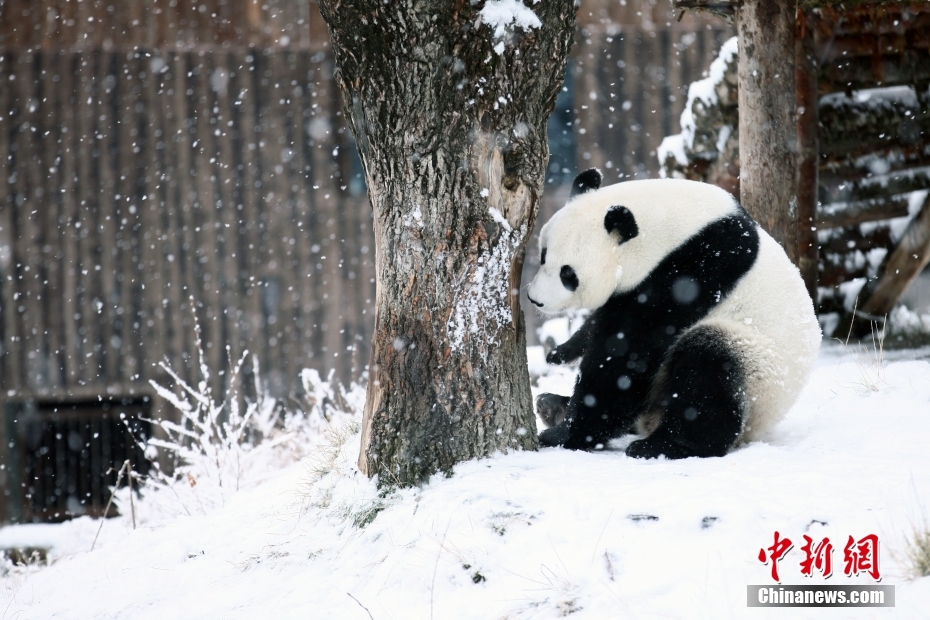 大熊猫的冰雪世界