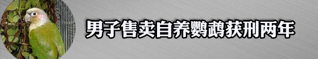 “鹦鹉案”当事人出狱 曾因卖鹦鹉一审被判5年