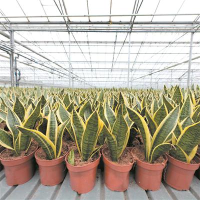 植物医生和植物教育者