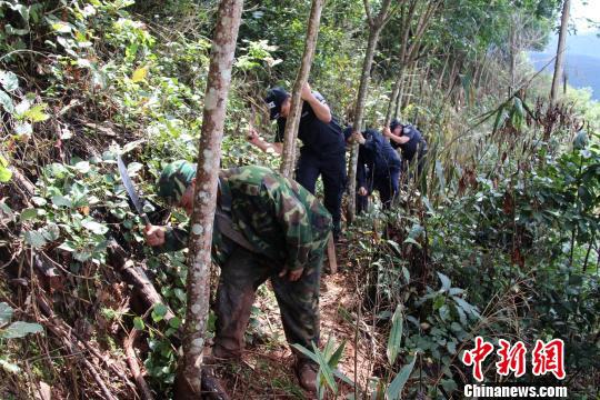 图为村民主动铲除违法种植的橡胶树。　解雄波　摄