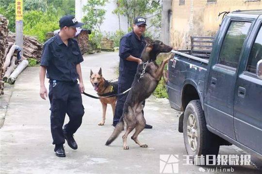 警察携带警犬入山搜寻