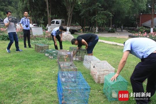 男子偷运66只麻雀用于诱捕猫 被罚近4万元(图)