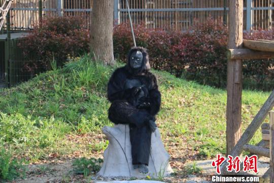 真人猩猩出演花样“愉人” 沈魏 摄