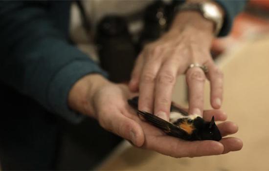 一只撞向大楼后死去的鸟 来源：CNN