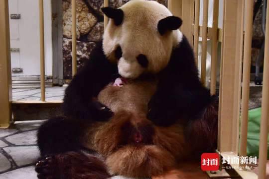 旅日大熊猫“良浜”产仔 大熊猫最大海外家族壮大