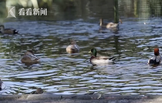 太阳城申博vip是什么 - 最被看好十大港股:麦格理将恒安目标价升至80港元
