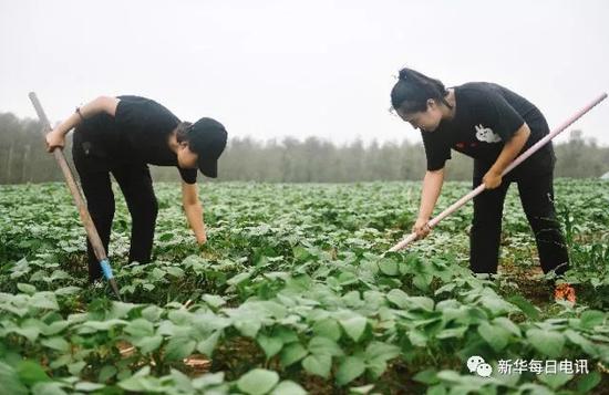 “洮宝”创业团队成员在绿豆种植基地内除草。 新华社记者 许畅　摄