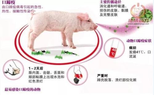 媒体:非洲猪瘟来袭 猪肉还能吃吗?|猪瘟|猪肉|病