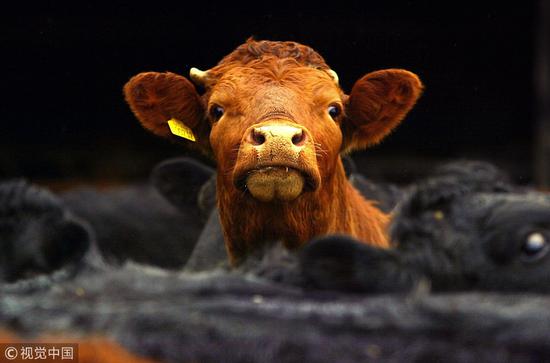 苏格兰农场中的小牛。图源：视觉中国