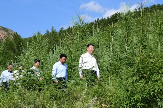  15日，习近平在赤峰市喀喇沁旗马鞍山林场了解生态文明建设情况。