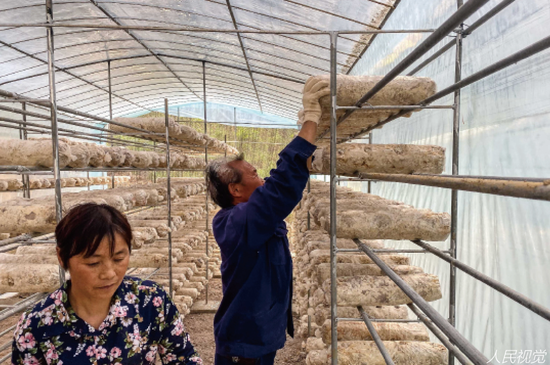 2020年5月10日,陕西省汉中市勉县唐湾村村民和驻村扶贫干部一路往大棚内投放食用菌菌袋。