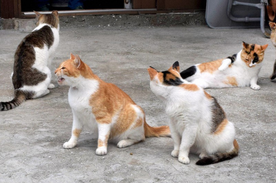 “猫岛”上的猫咪们(每日新闻)