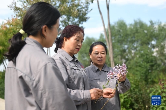 在青海省西宁市林业科学研究所的培育基地内，张锦梅（中）与同事在比较两株丁香花束的异同（9月14日摄）。新华社记者 张龙 摄