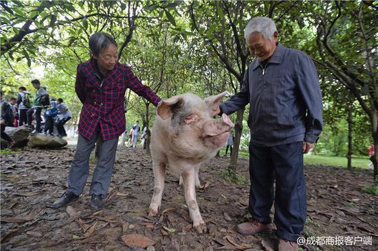 万兴明夫妇抚摸着“猪坚强”，“猪坚强”一点也不害怕，还主动凑上前。