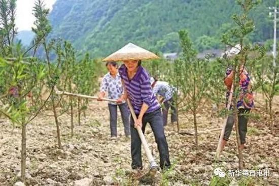 贫困户在国荣乡苗木苗圃基地劳作。田朝晖 摄