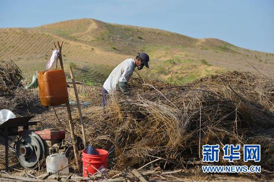在内蒙古鄂尔多斯市杭锦旗,工人为新修的穿沙公路制作沙障(7月26日摄)。新华社记者 邹予 摄