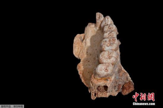 资料图：以色列出土的非洲以外最古老的现代人类遗骸。