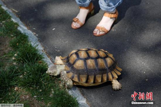 资料图：当地时间2016年5月19日，美国纽约中央公园，一女子正和她的宠物乌龟草坪漫步。