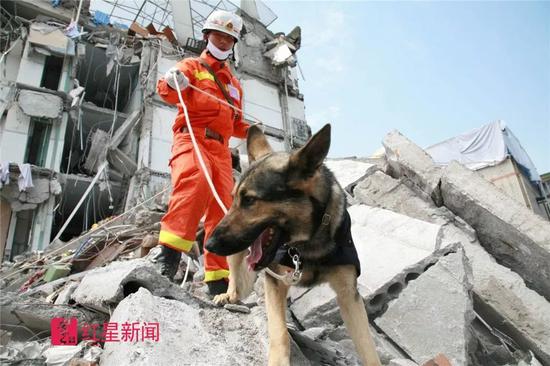 ▲银虎在灾区搜救。云南消防总队供图