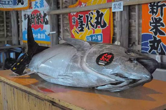 日本一条鱼拍出2111万元 天价金枪鱼如何诞生？