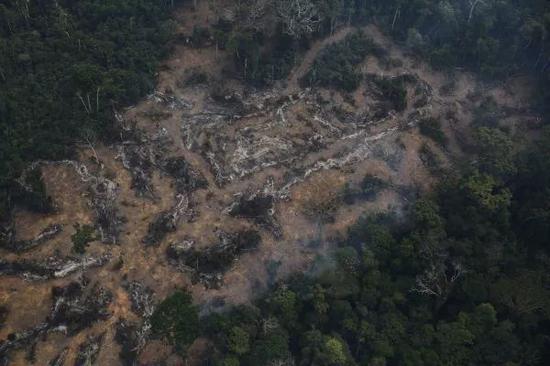  ▲图为巴西境内被砍伐的亚马孙热带雨林（视觉中国）