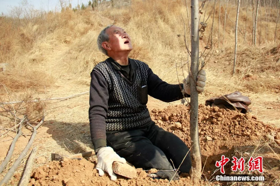 马三小在种树 陈昊摄