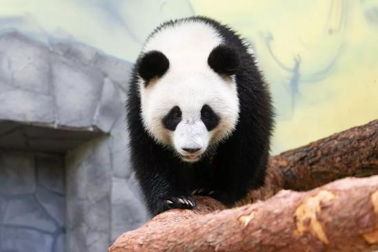 6月4日在俄罗斯莫斯科动物园拍摄的大熊猫“丁丁”。新华社记者白雪骐 摄
