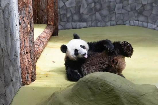 6月4日在俄罗斯莫斯科动物园拍摄的大熊猫“丁丁”。新华社记者白雪骐 摄